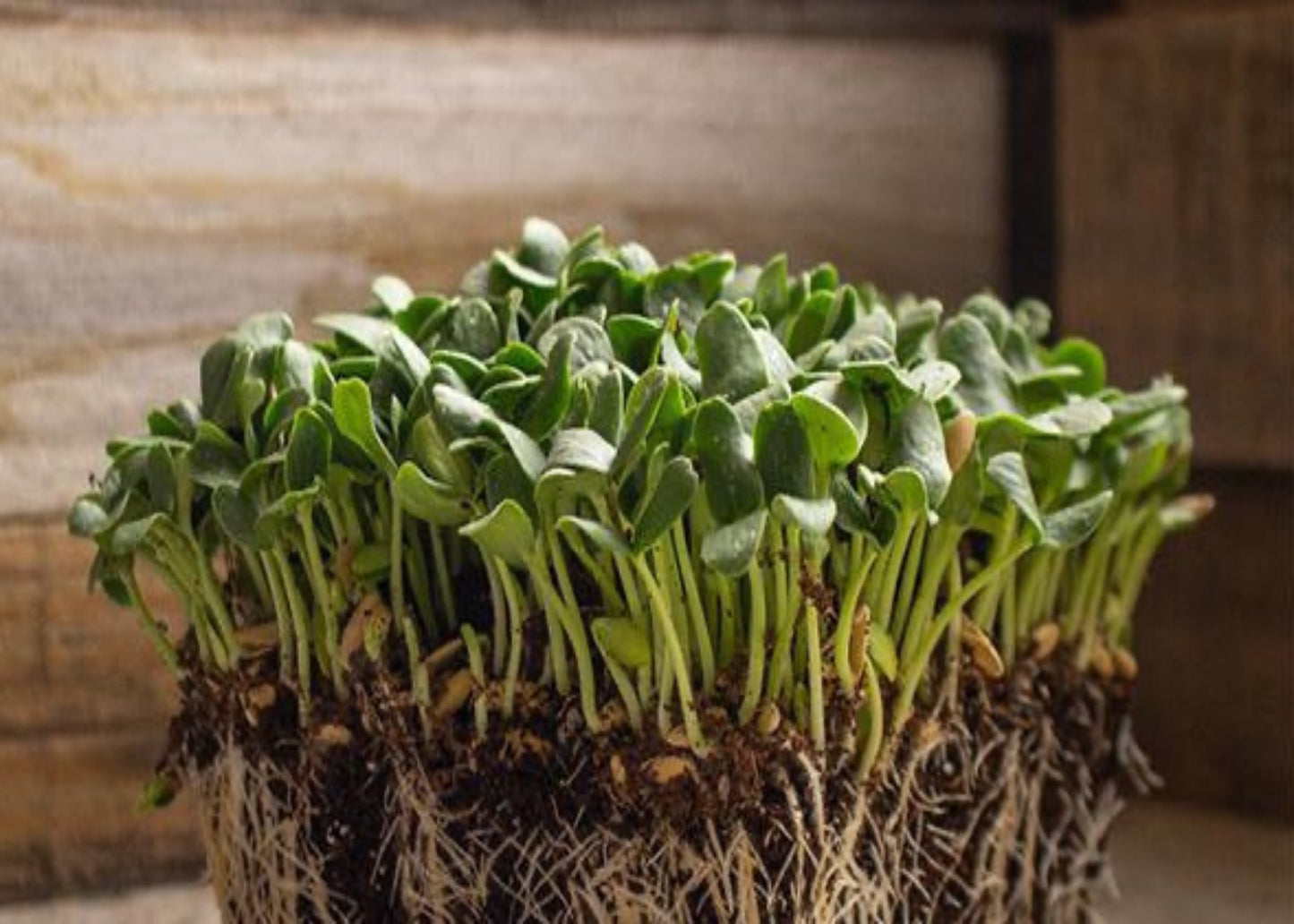 Cantalope microgreens