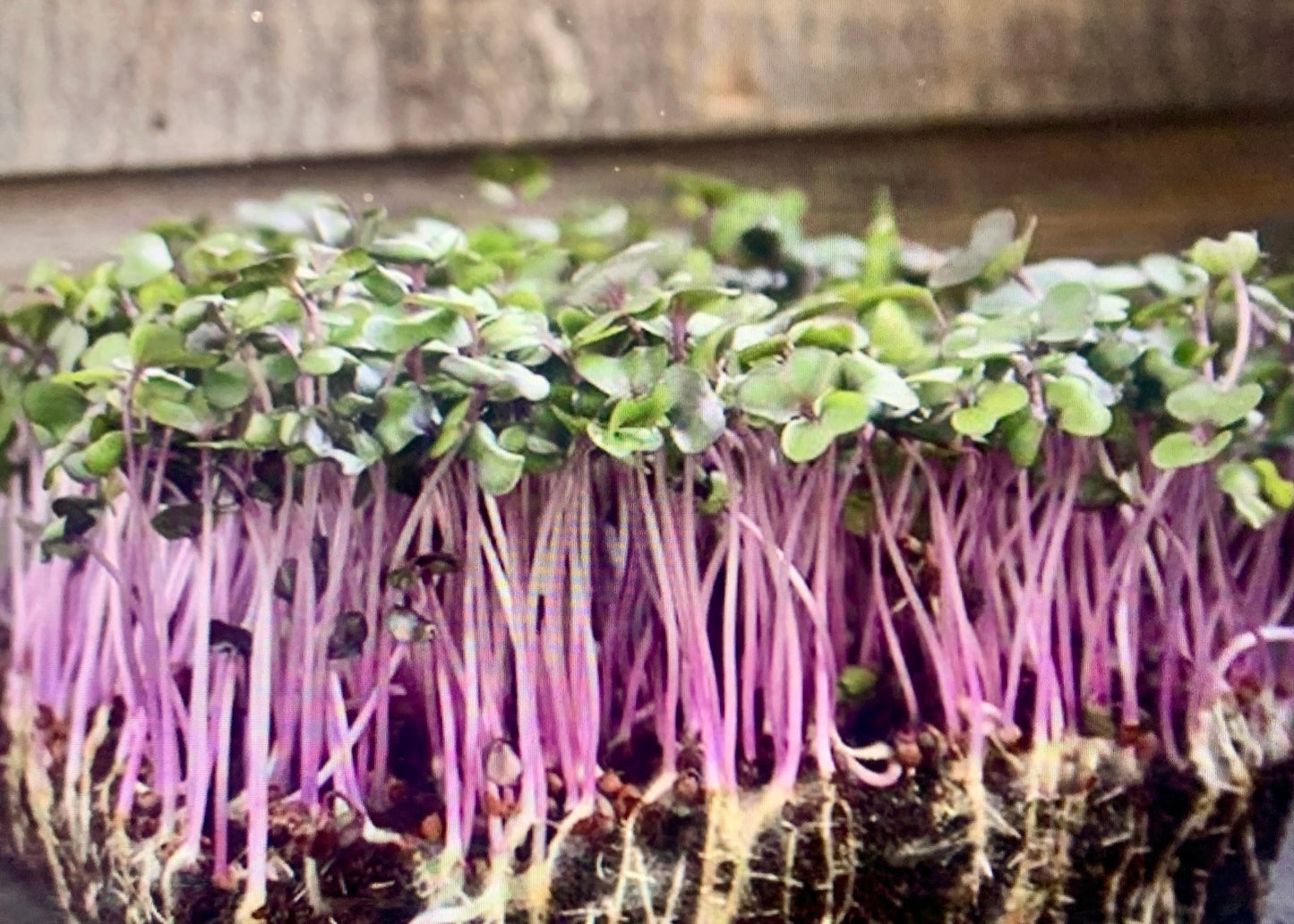 Red Acre Cabbage