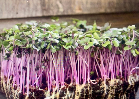 Red Acre Cabbage
